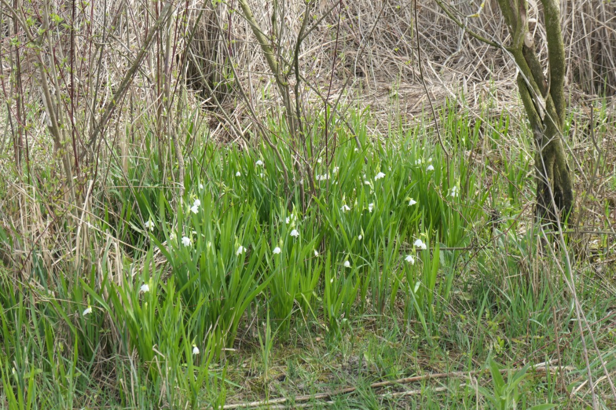 Amaryllidaceae Leucojum aestivum Meienried NSG 2024-04-07.JPG