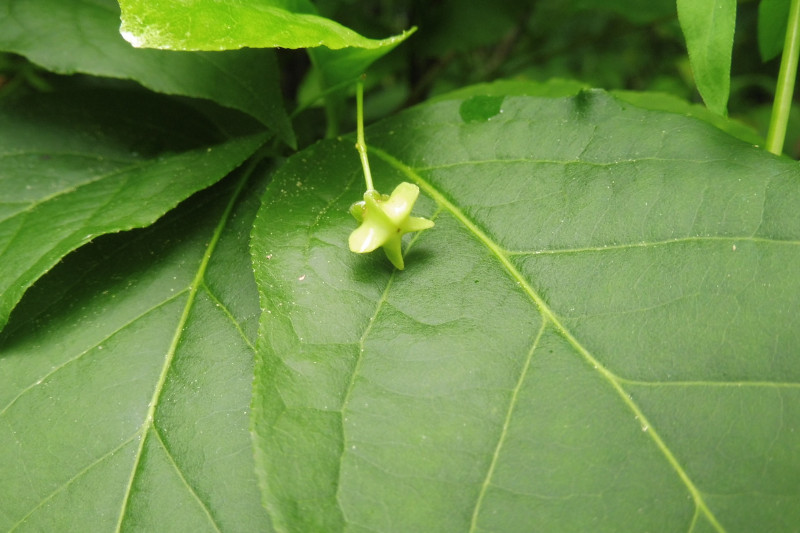 Euonymus latifolius Breitblättriges Pfaffenhütchen 2.JPG