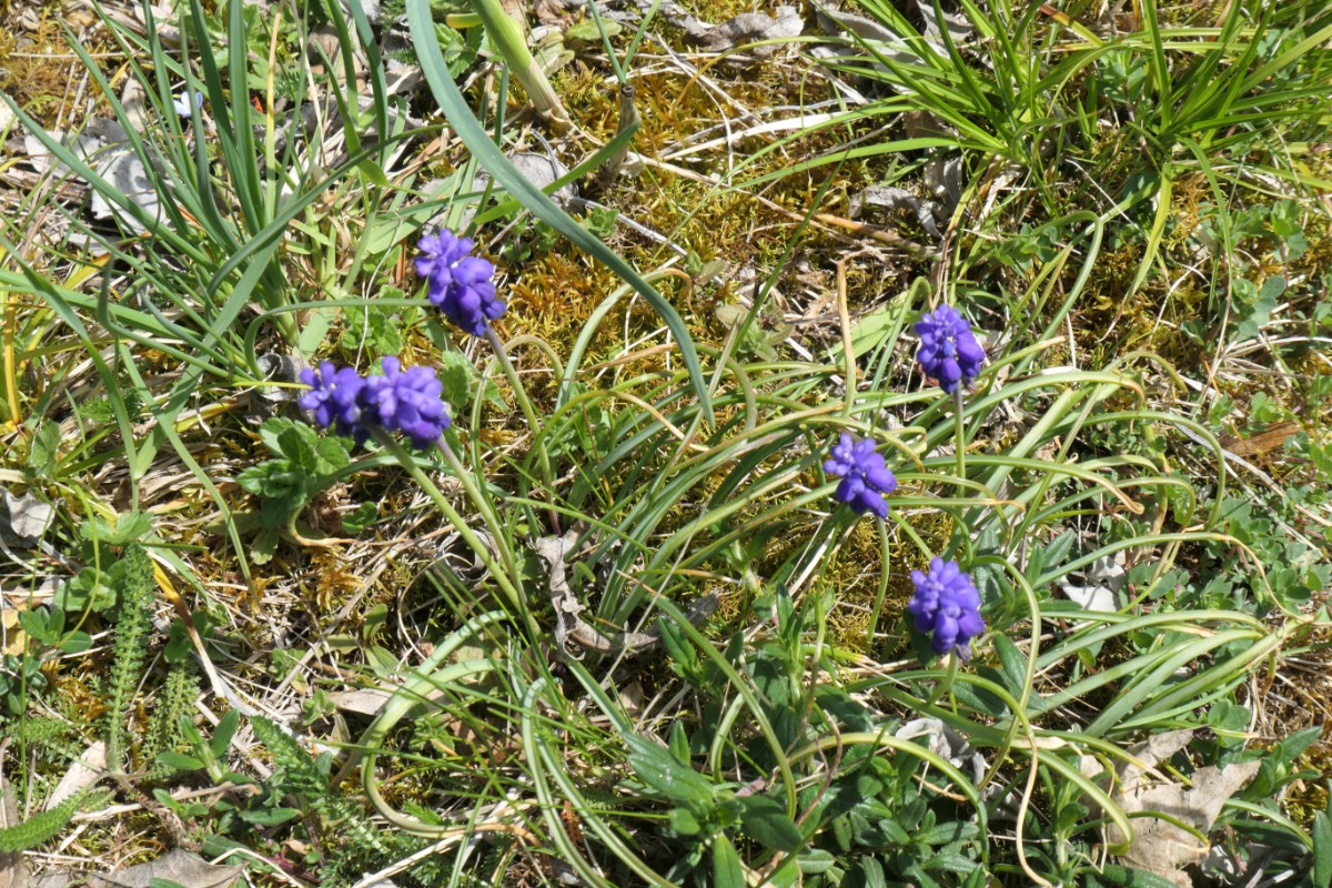 Asparagaceae Muscari Vauffelin PdD 2024-04-11 (1).JPG