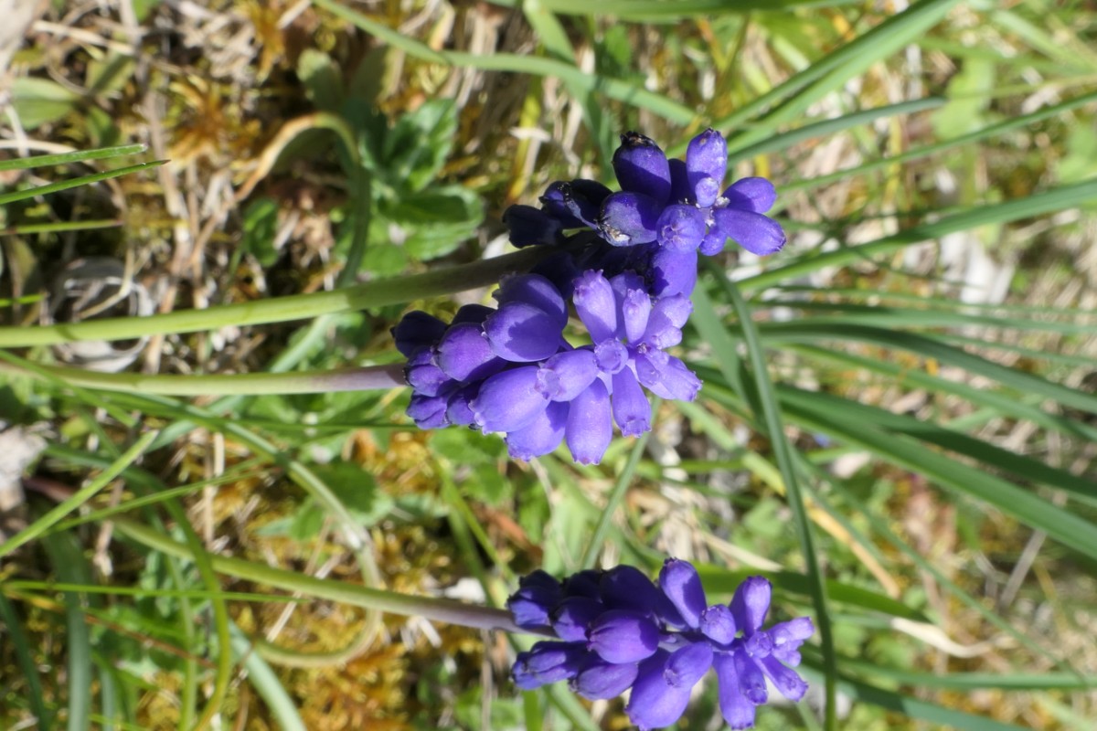 Asparagaceae Muscari Vauffelin PdD 2024-04-11 (3).JPG