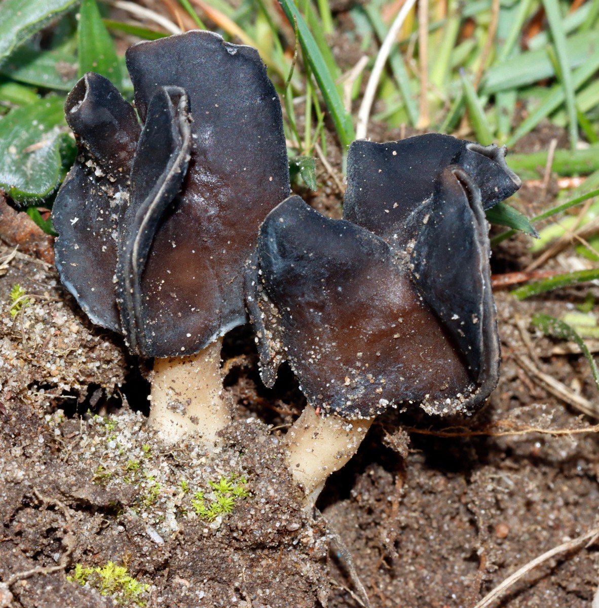 Helvella lacunosa Grubenlorchel BadBellingen SW bei Furt A01.jpg