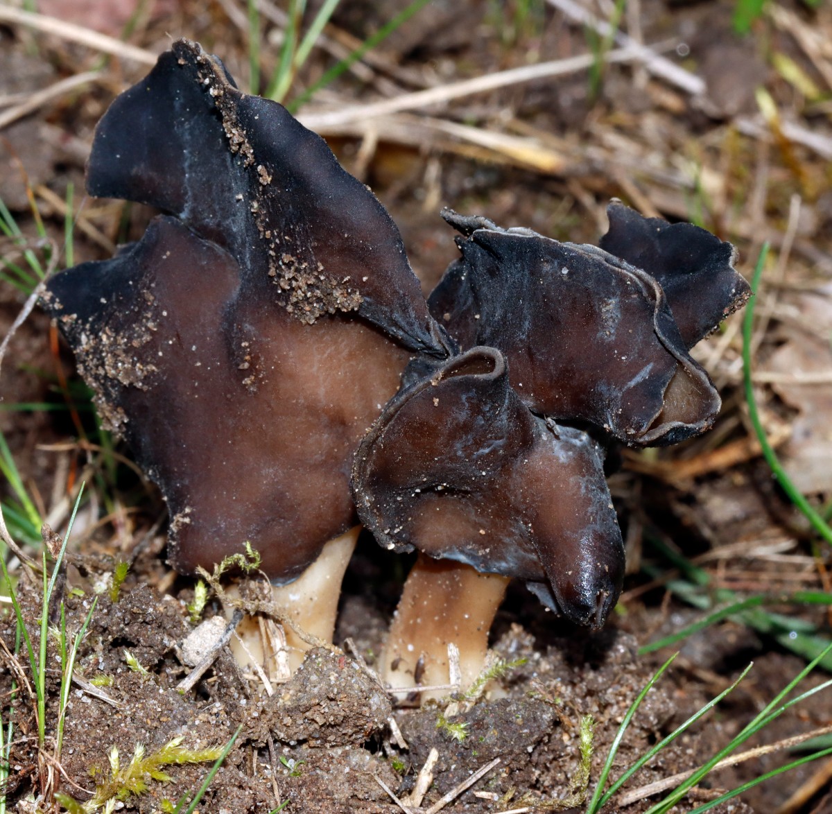 Helvella lacunosa Grubenlorchel BadBellingen SW bei Furt A02.jpg