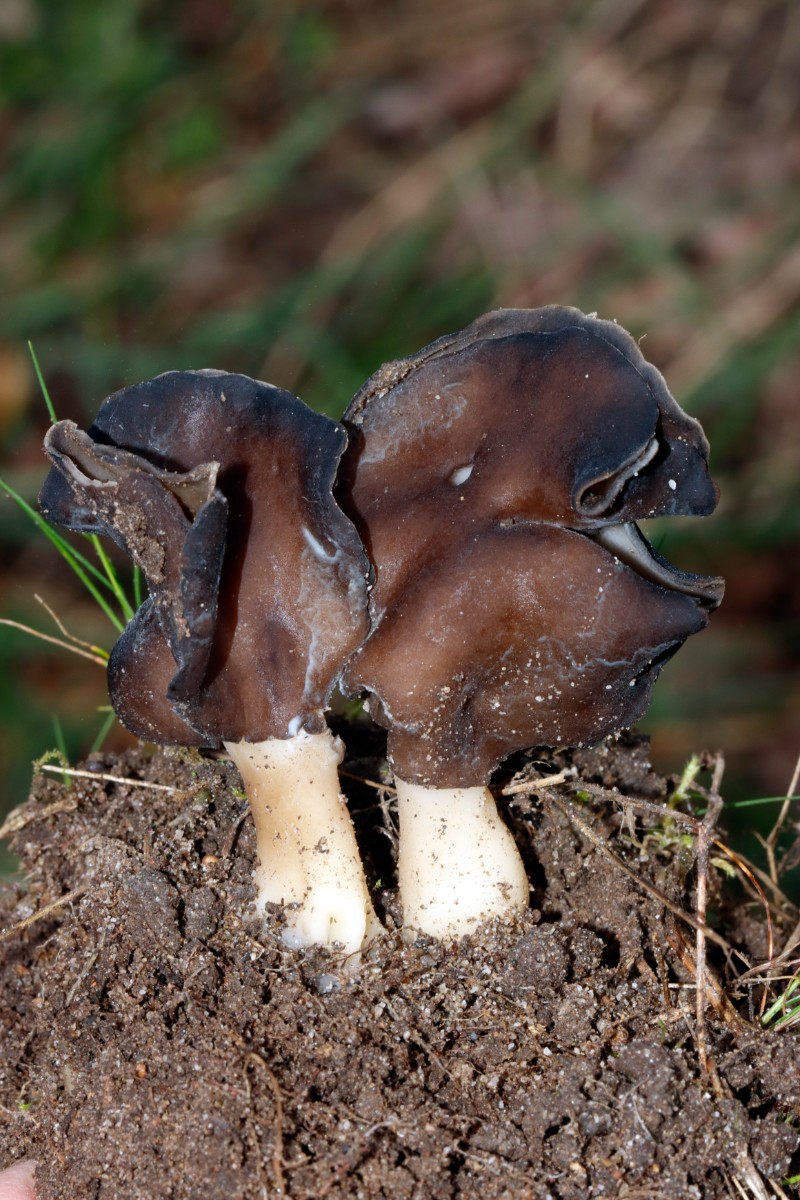 Helvella lacunosa Grubenlorchel BadBellingen SW bei Furt A04.jpg