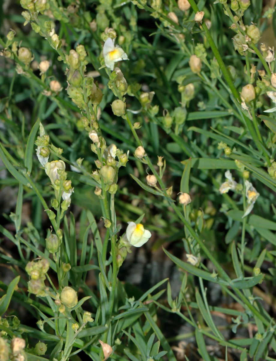 Linaria x sepium (repens x vulgaris) Evette-Salbert A01.jpg