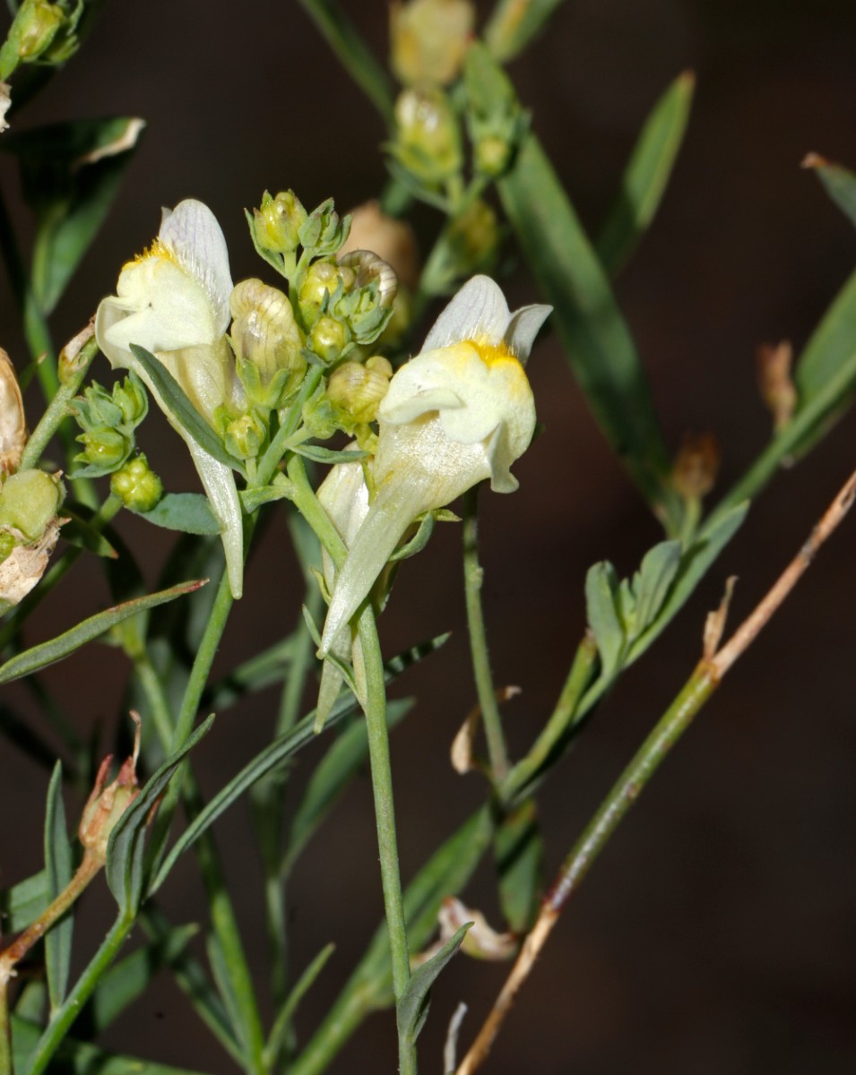 Linaria x sepium (repens x vulgaris) Evette-Salbert A05.jpg