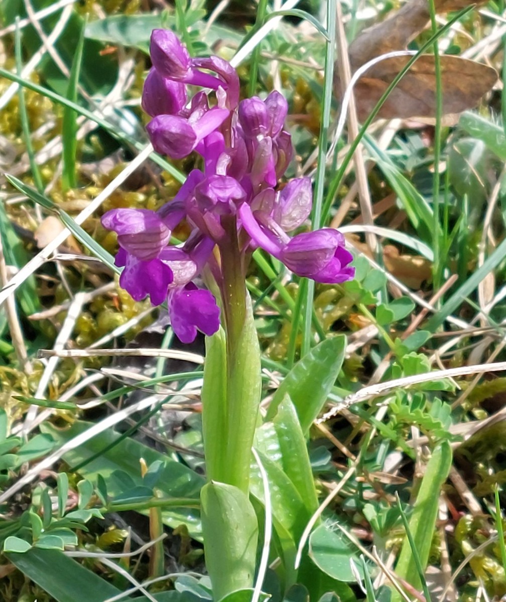 2024-04-12_Anacamptis morio_Weismain.jpg