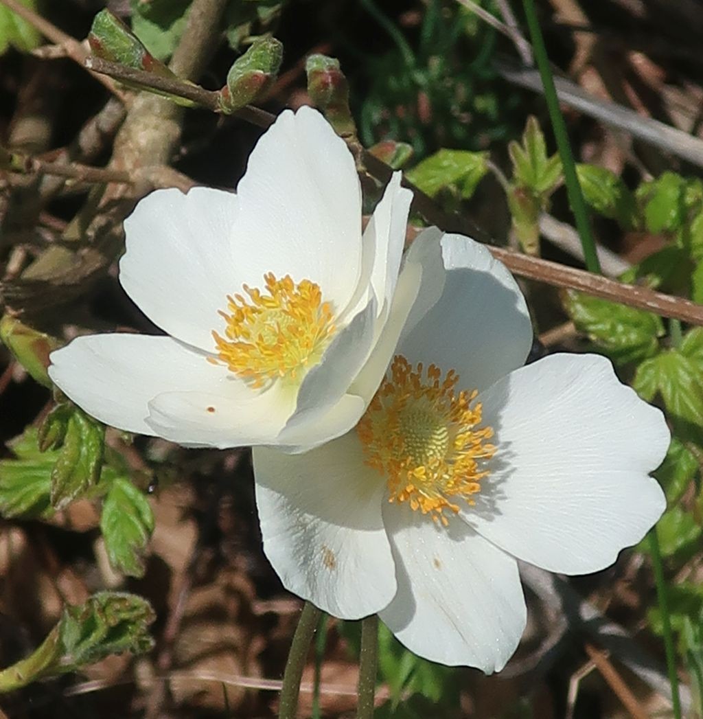 2024-04-12_Anemone sylvestris_Weismain.jpg