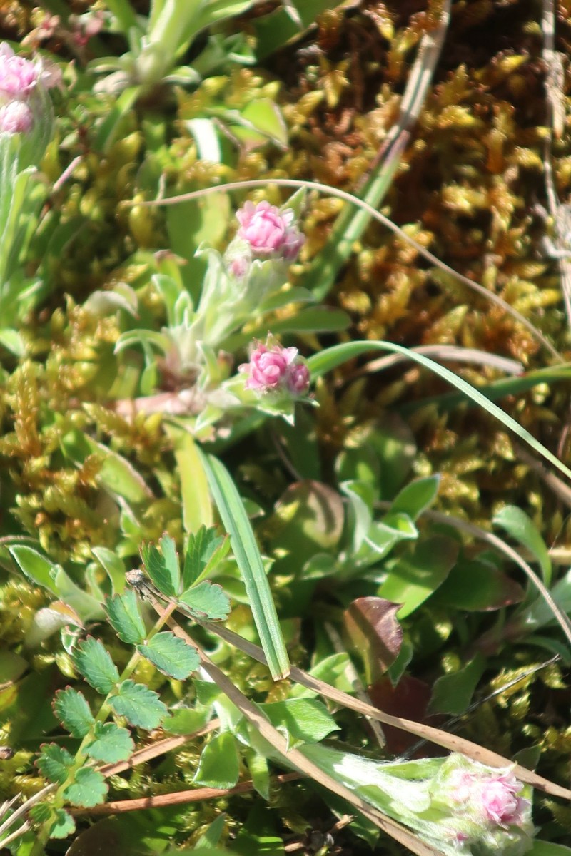 2024-04-12_Antennaria dioica_Weismain.jpg