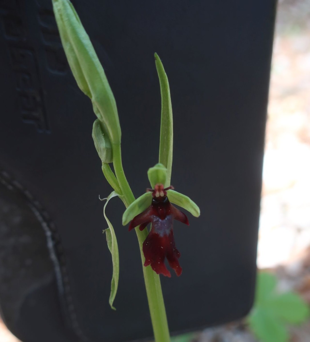 2024-04-12_Ophrys insectifera_Weismain.jpg