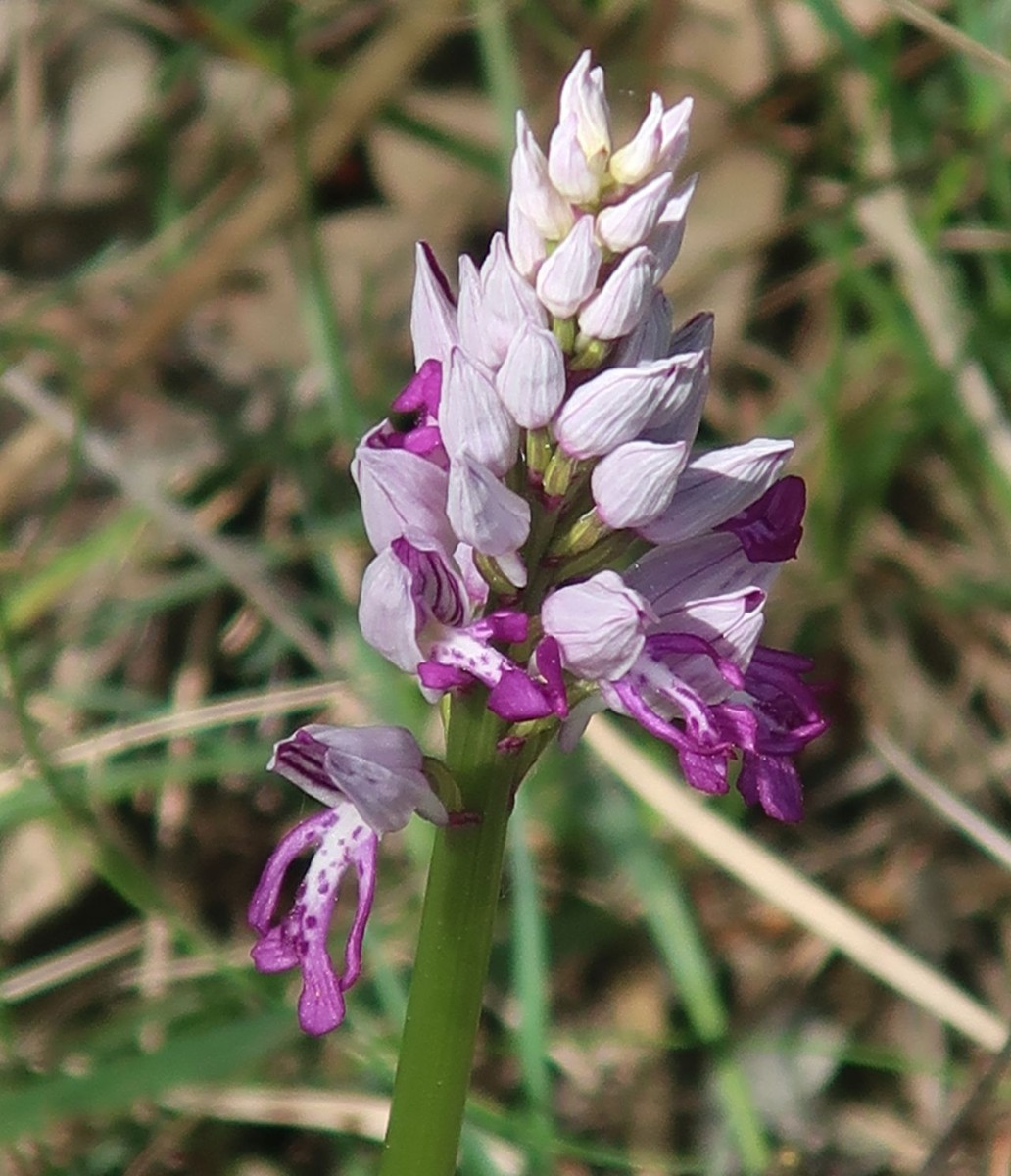 2024-04-12_Orchis militaris_Weismain.jpg