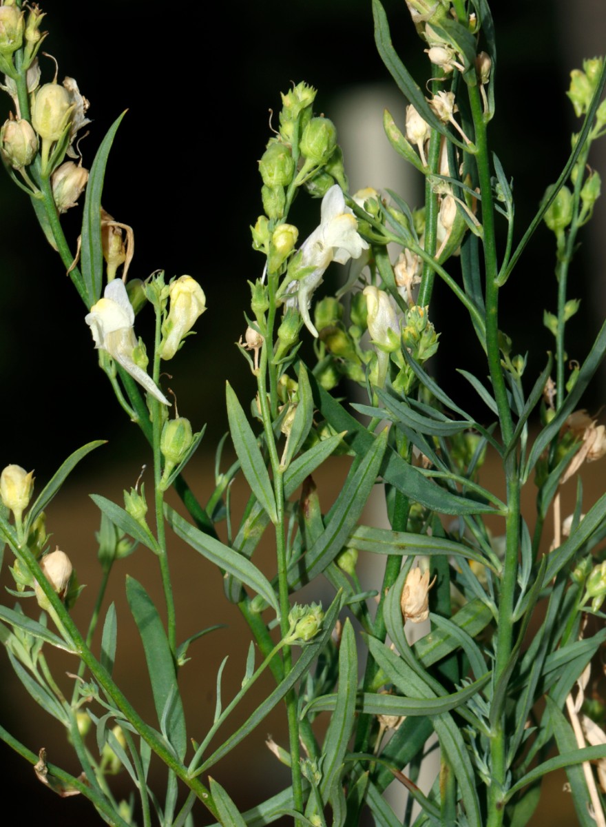 Linaria x sepium (repens x vulgaris) Evette-Salbert A07.jpg