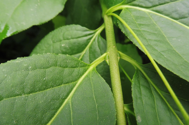 Euonymus latifolius Breitblättriges Pfaffenhütchen 3.JPG