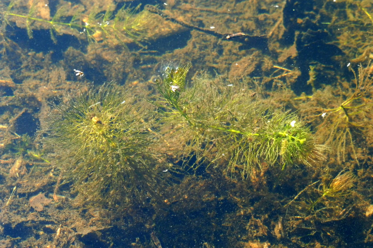 Ceratophyllum submersum Zartes Hornblatt 1.JPG