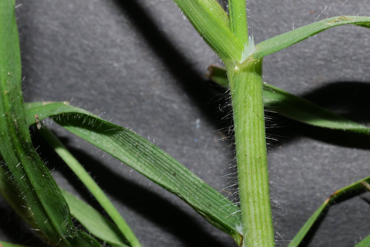 Bromus sterilis Stängel 20220402.jpg