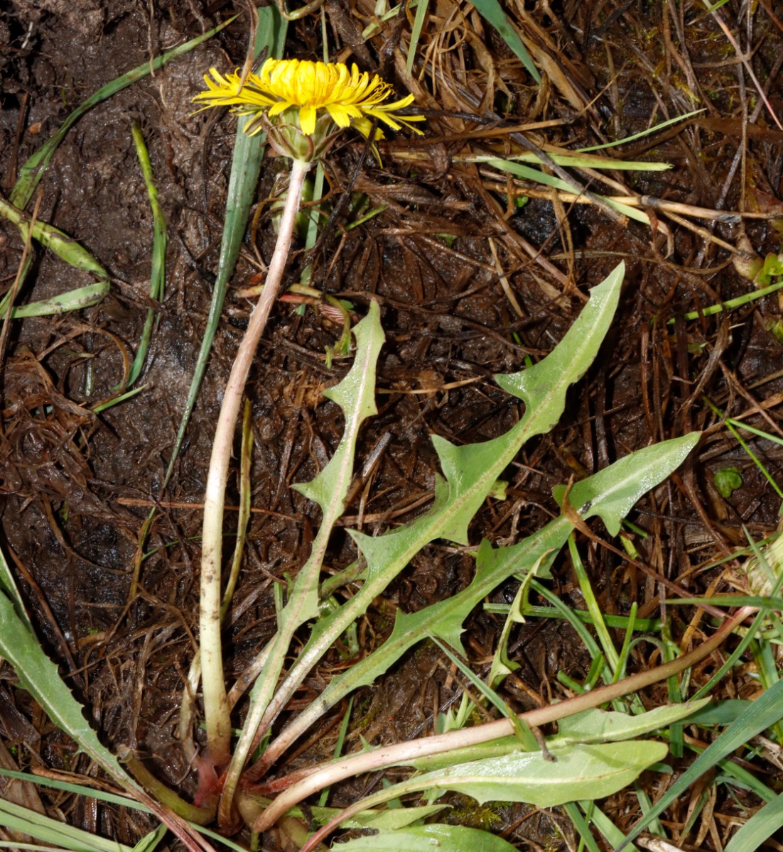 Taraxacum pseudopalustre (irrigatum) Nassach Unterfranken 24-105 A02.jpg
