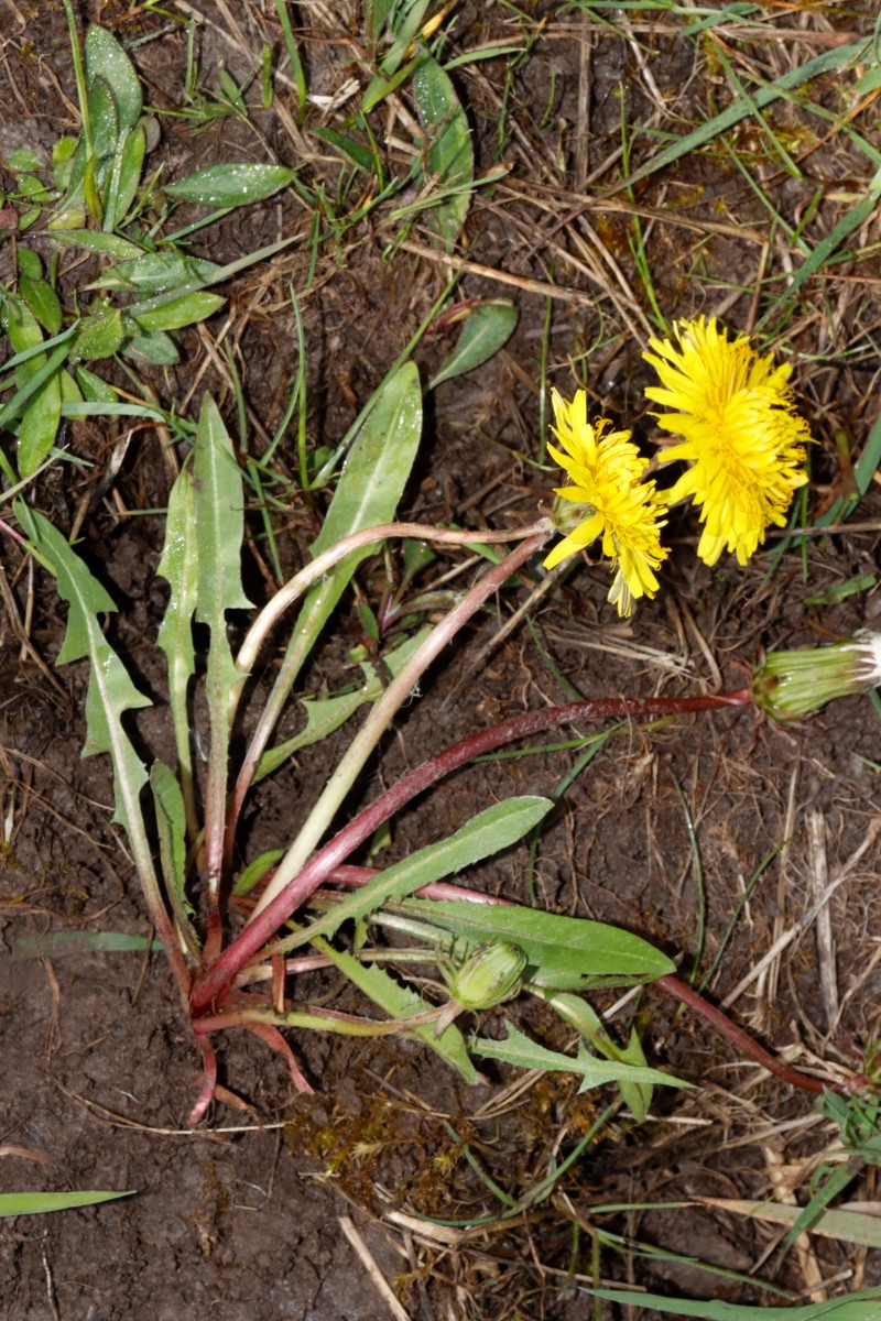 Taraxacum pseudopalustre (irrigatum) Nassach Unterfranken 24-107 A02.jpg