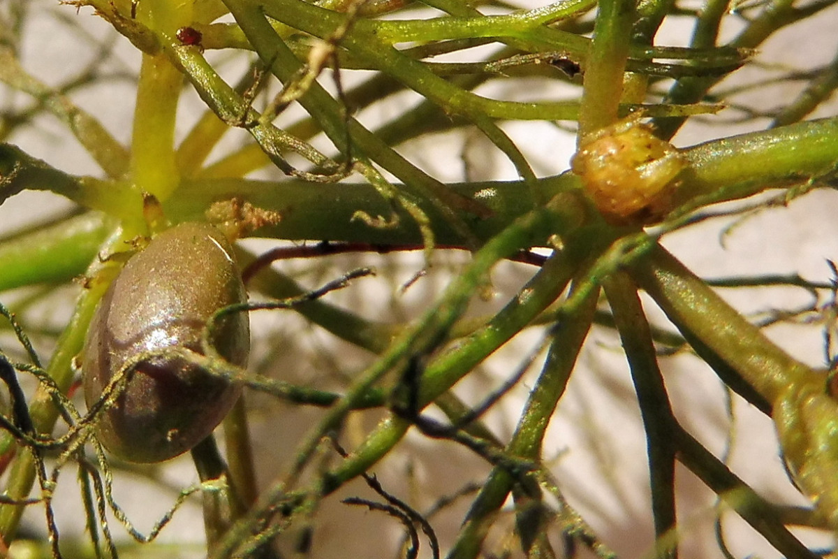 Ceratophyllum submersum Zartes Hornblatt 6.JPG