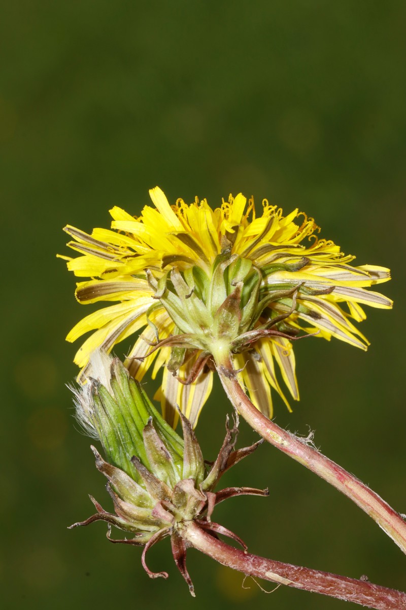 Taraxacum pseudopalustre (irrigatum) Nassach Unterfranken 24-107 A10.jpg