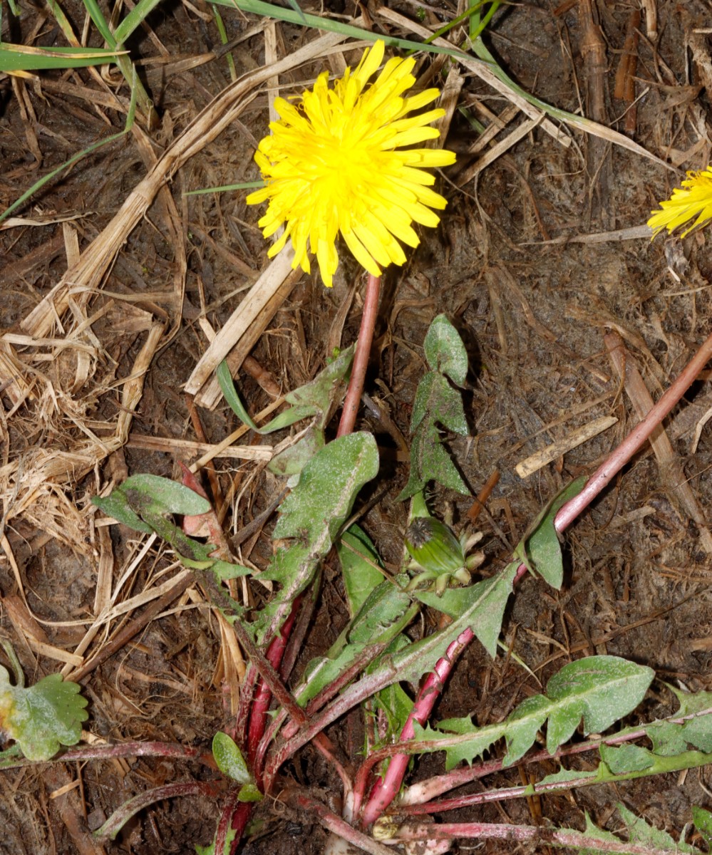 Taraxacum rutilum Nassach Unterfranken 24-108 A03.jpg