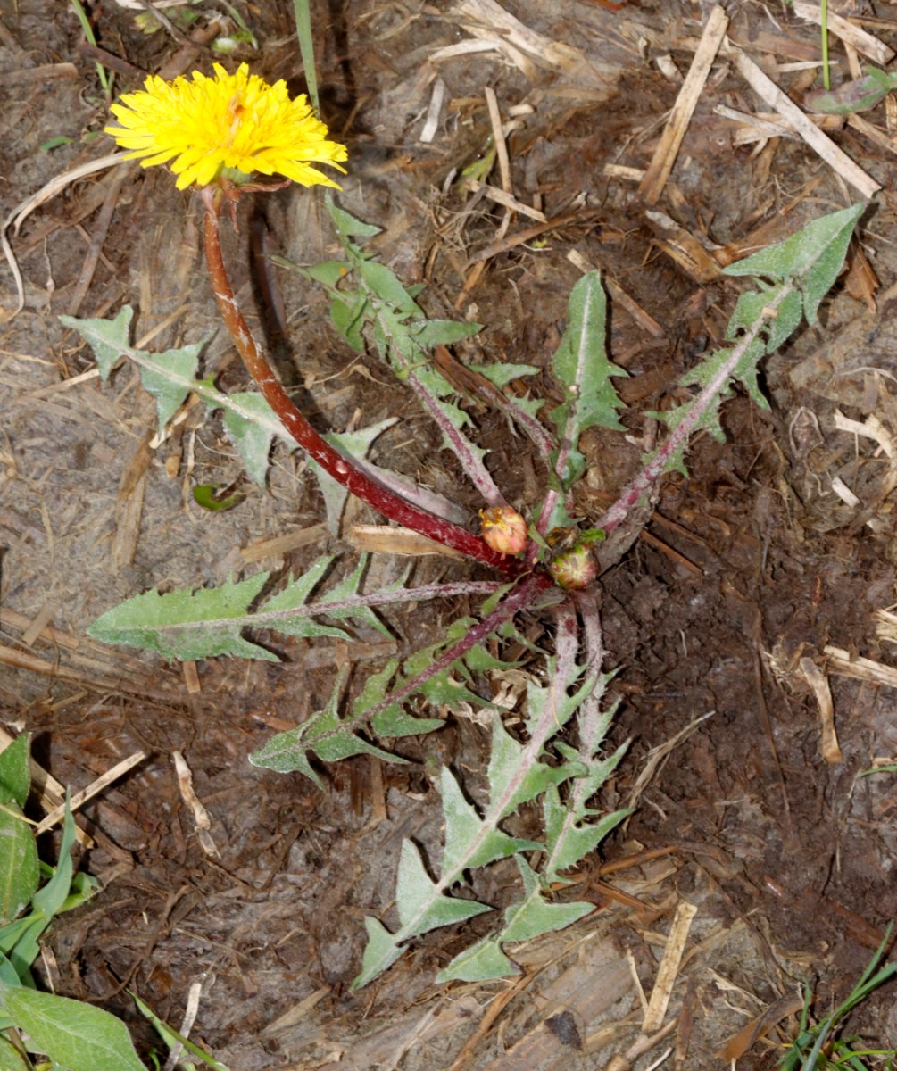 Taraxacum rutilum Nassach Unterfranken 24-111 A02.jpg