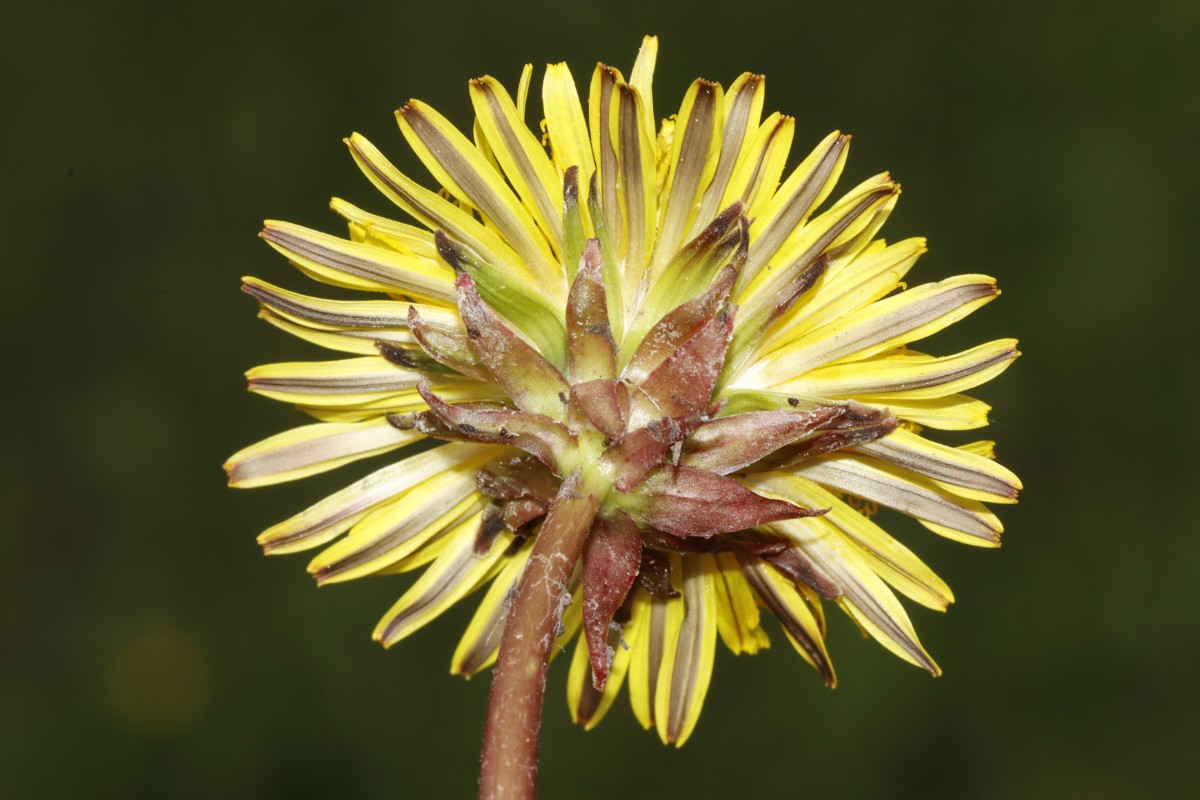 Taraxacum rutilum Nassach Unterfranken 24-111 A16.jpg