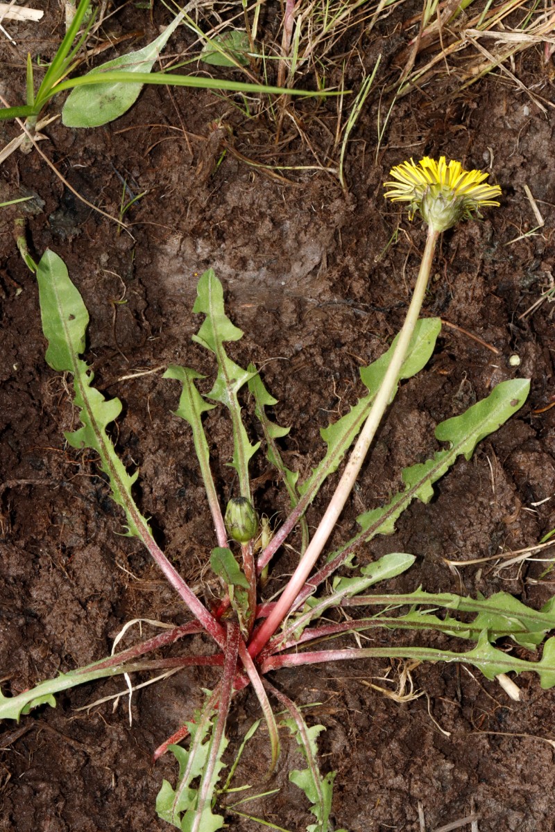 Taraxacum reichlingii Hofheim-Ostheim 24-115 A04 - Kopie.jpg