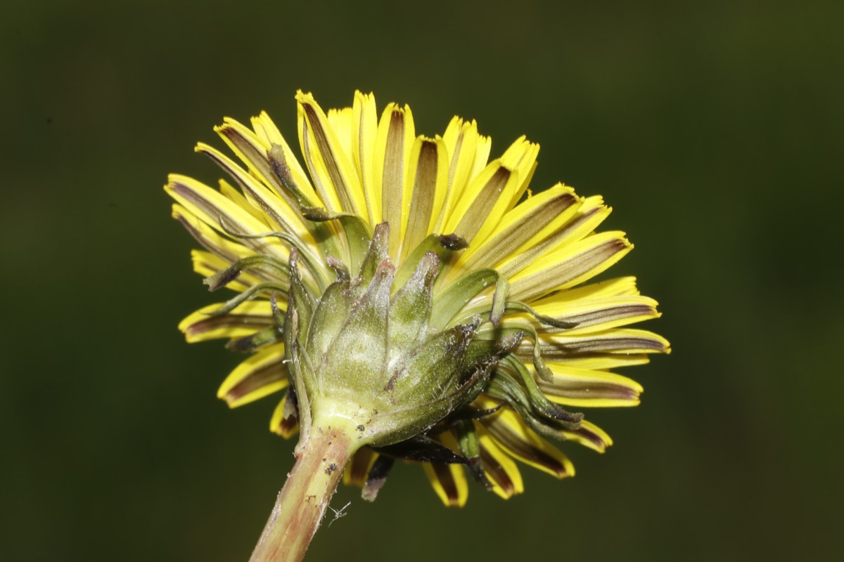 Taraxacum reichlingii Hofheim-Ostheim 24-115 A14 - Kopie.jpg