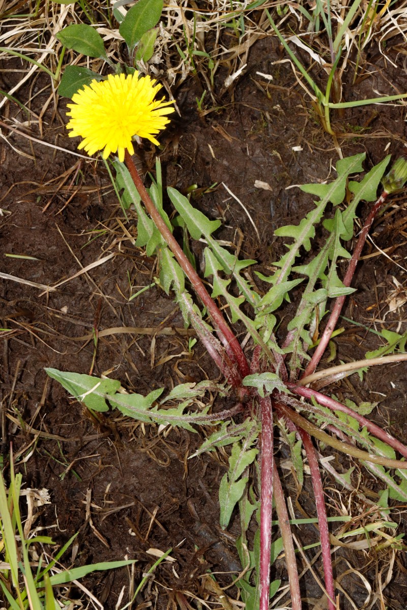 Taraxacum reichlingii Hofheim-Ostheim 24-116 A03 - Kopie.jpg