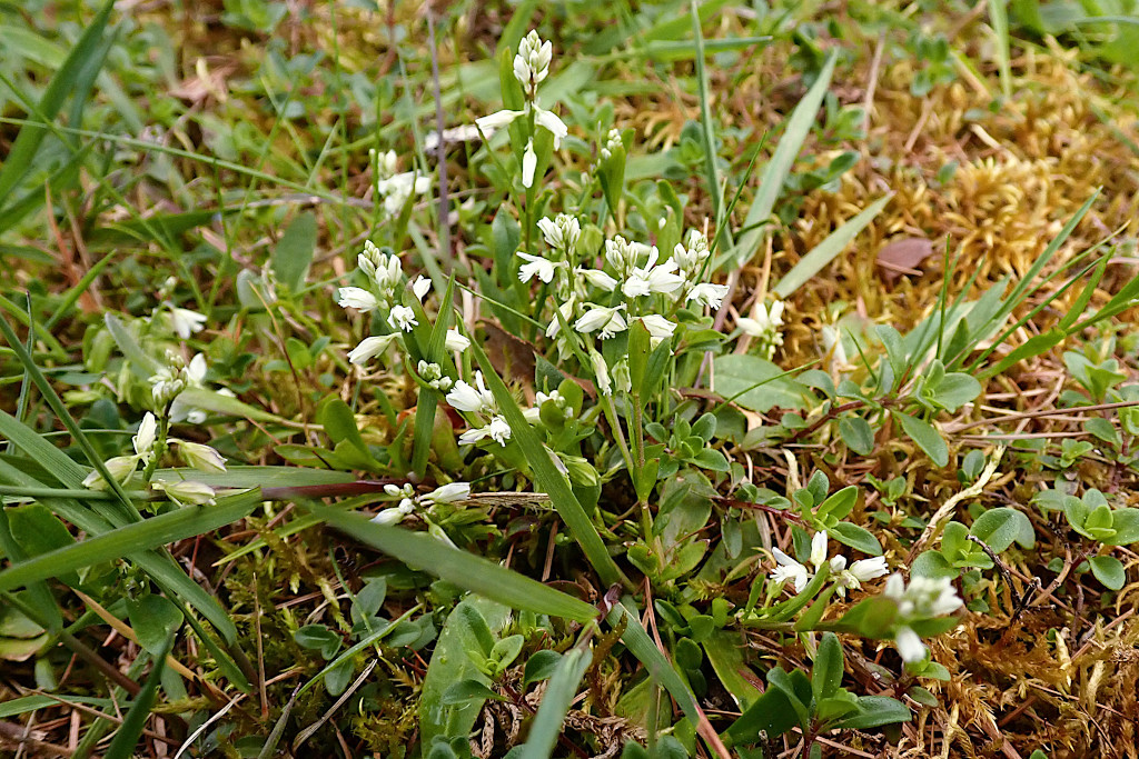 Polygala-b_04-2024.jpg