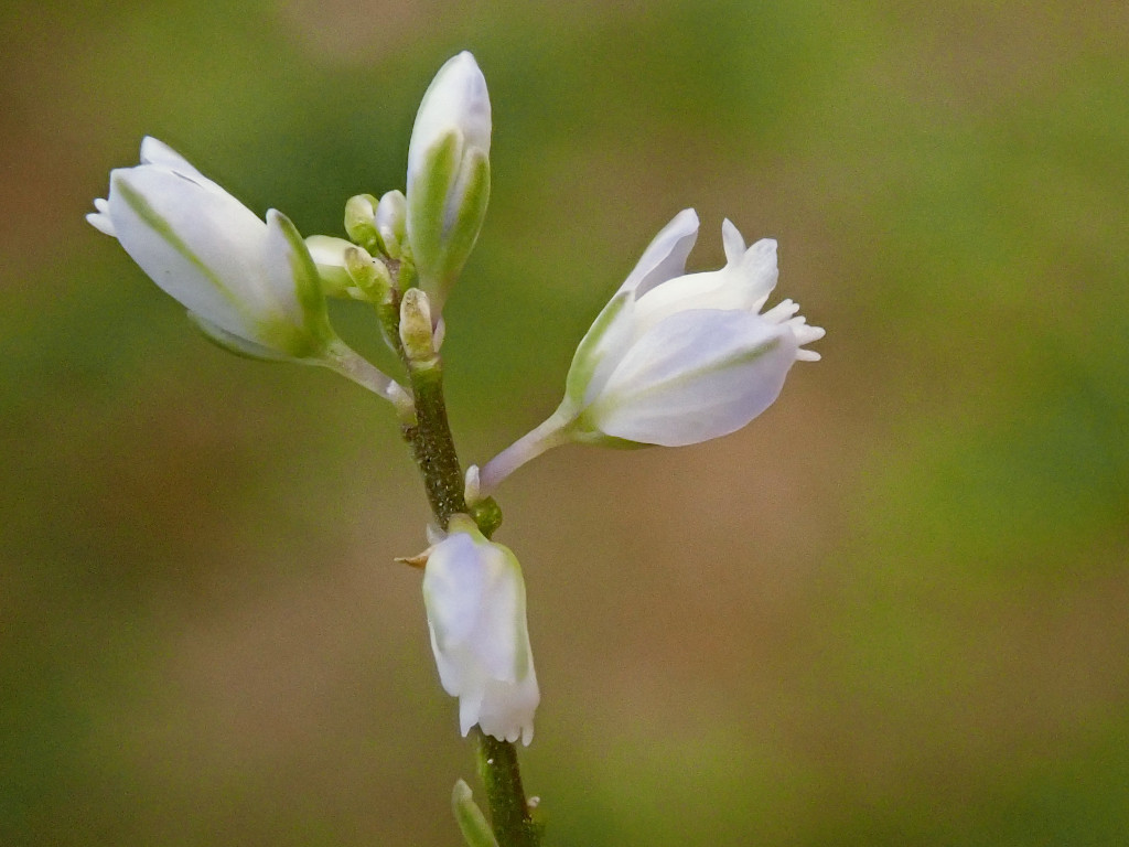 Polygala-c_04-2024.jpg