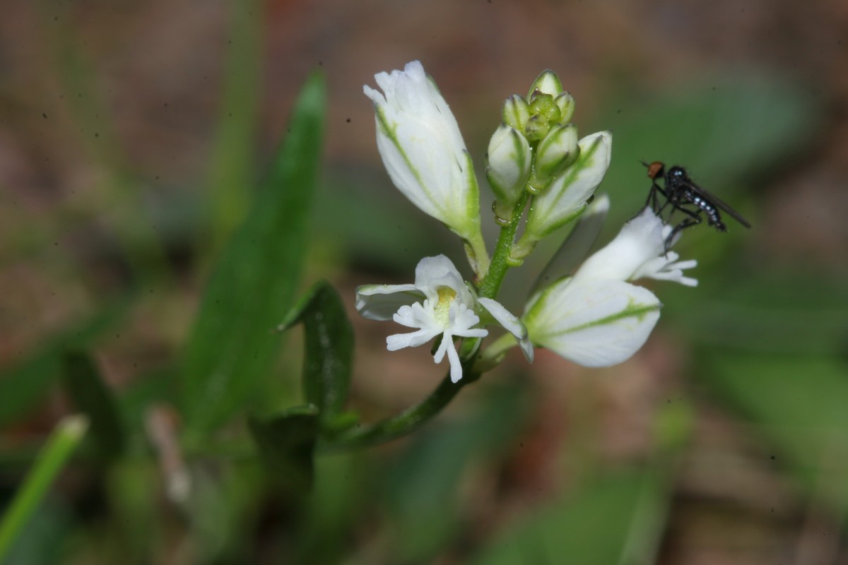 Polygala vulgaris ssp oxyptera Hesselschneise Mörfelden D10.jpg