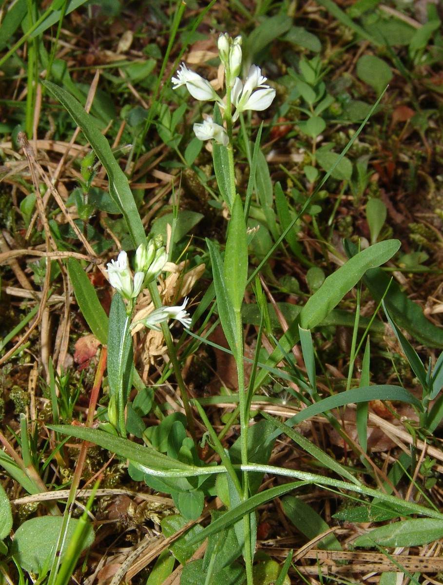 Polygala vulgaris ssp oxyptera yy Hesselschneise Mörfelden G1.jpg