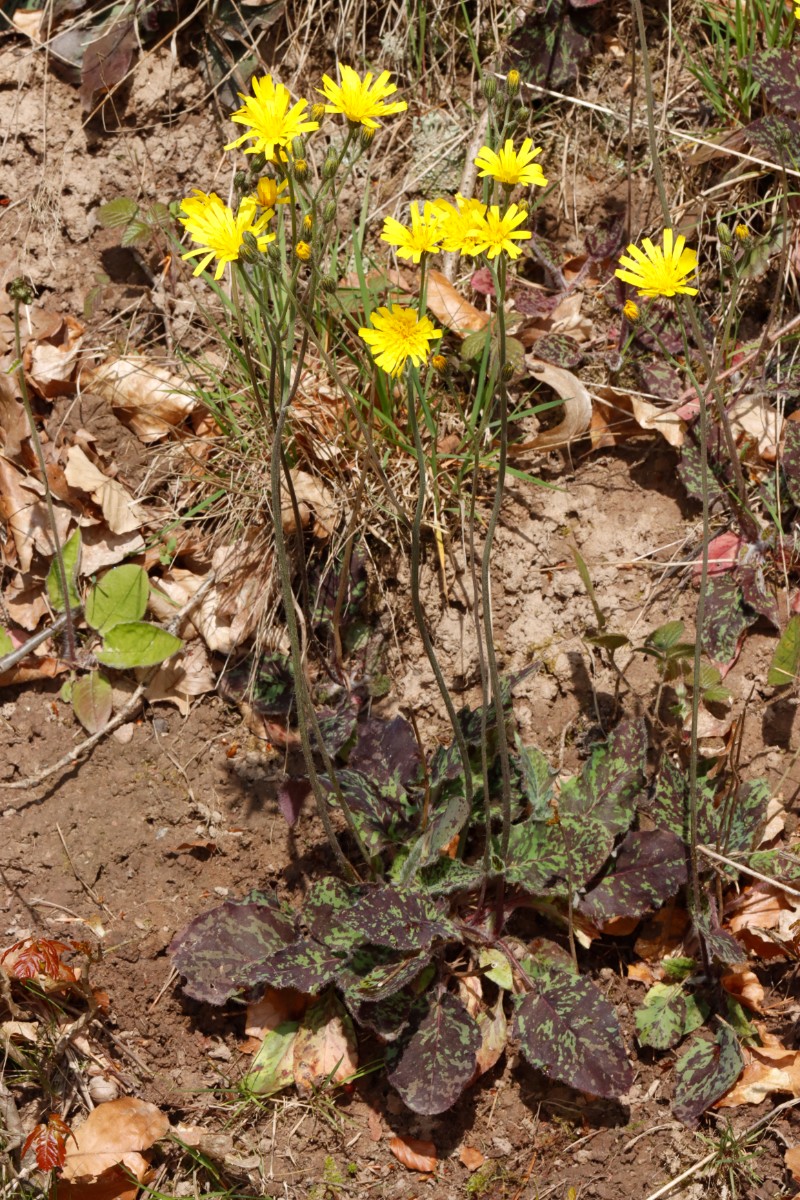 Hieracium glaucinum ssp similatum Odenwald Waldrand S Kimbach A02.jpg