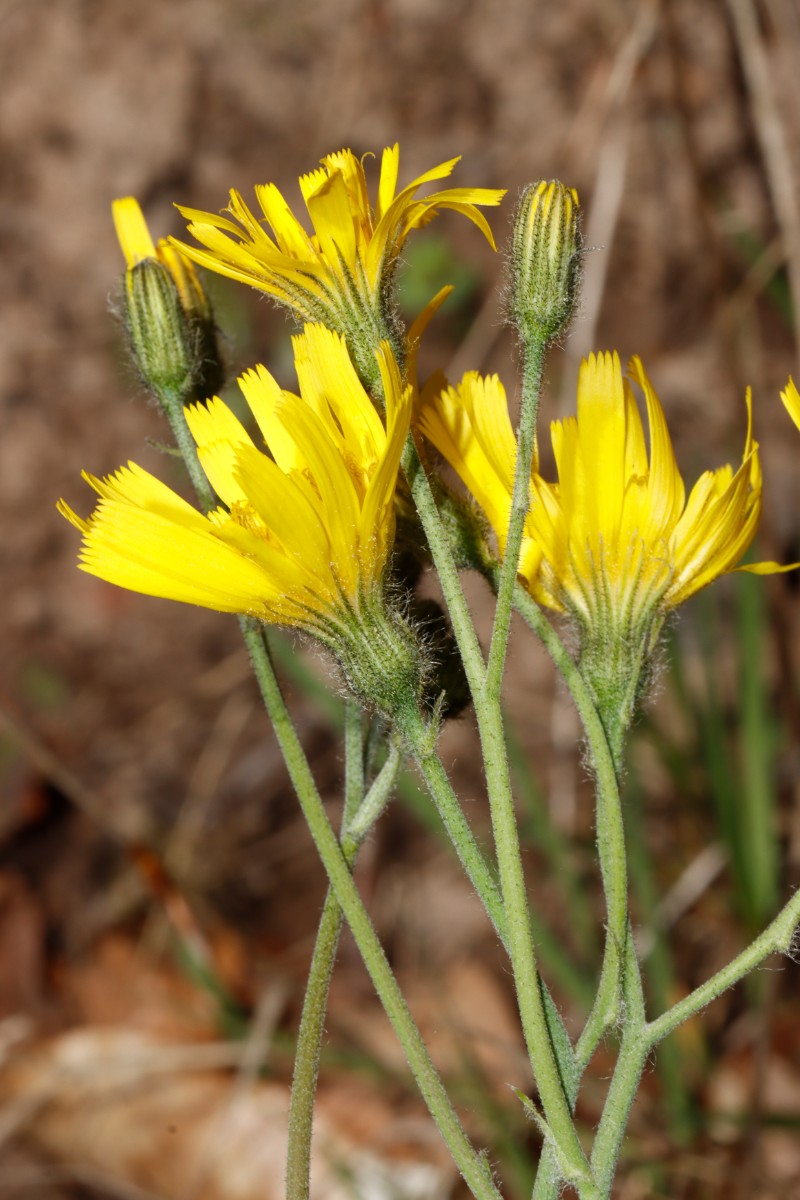 Hieracium glaucinum ssp similatum Odenwald Waldrand S Kimbach A05.jpg