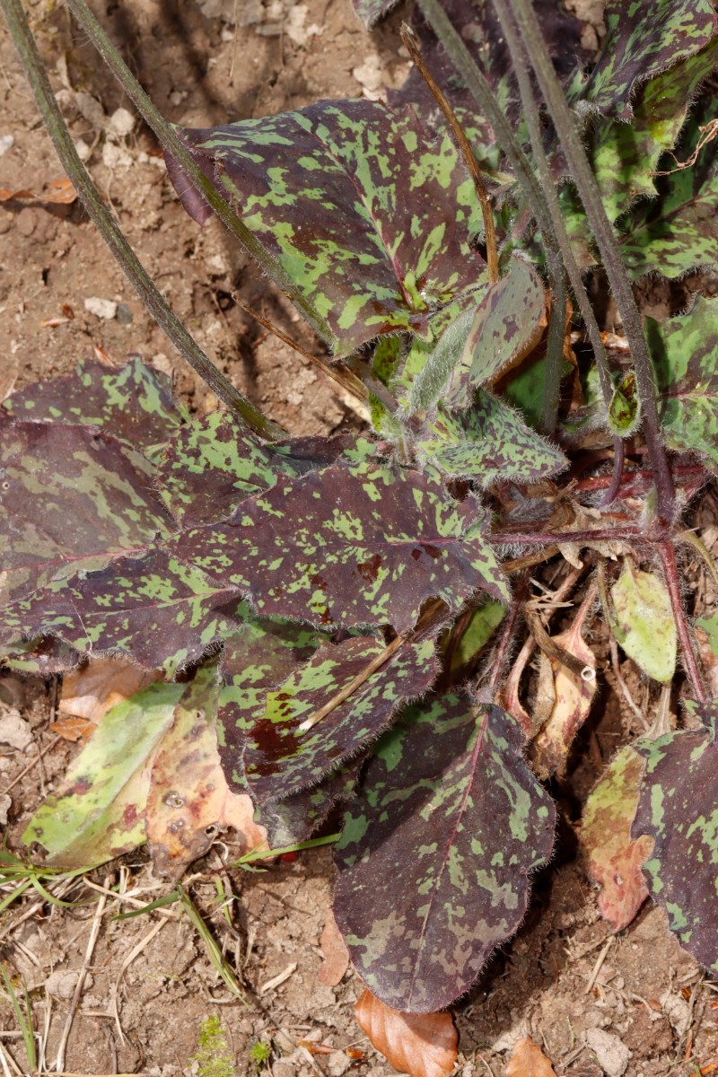 Hieracium glaucinum ssp similatum Odenwald Waldrand S Kimbach A06.jpg