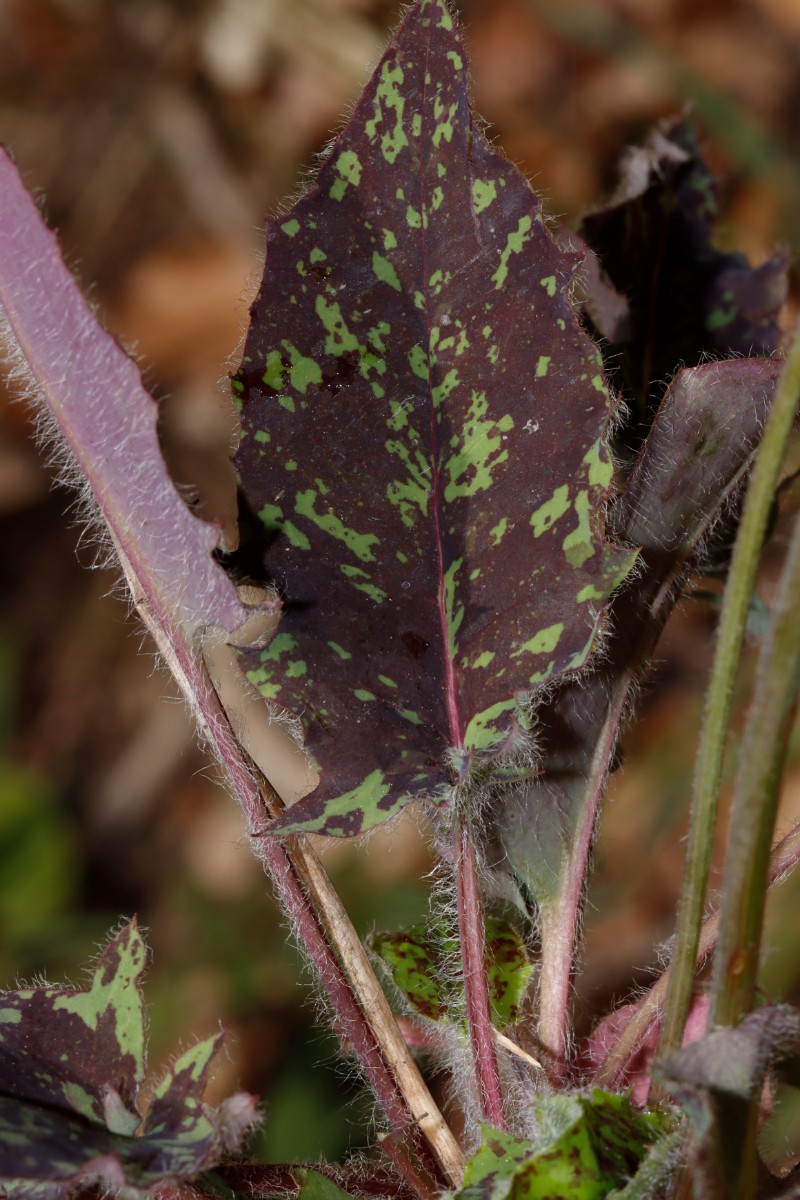 Hieracium glaucinum ssp similatum Odenwald Waldrand S Kimbach A09.jpg