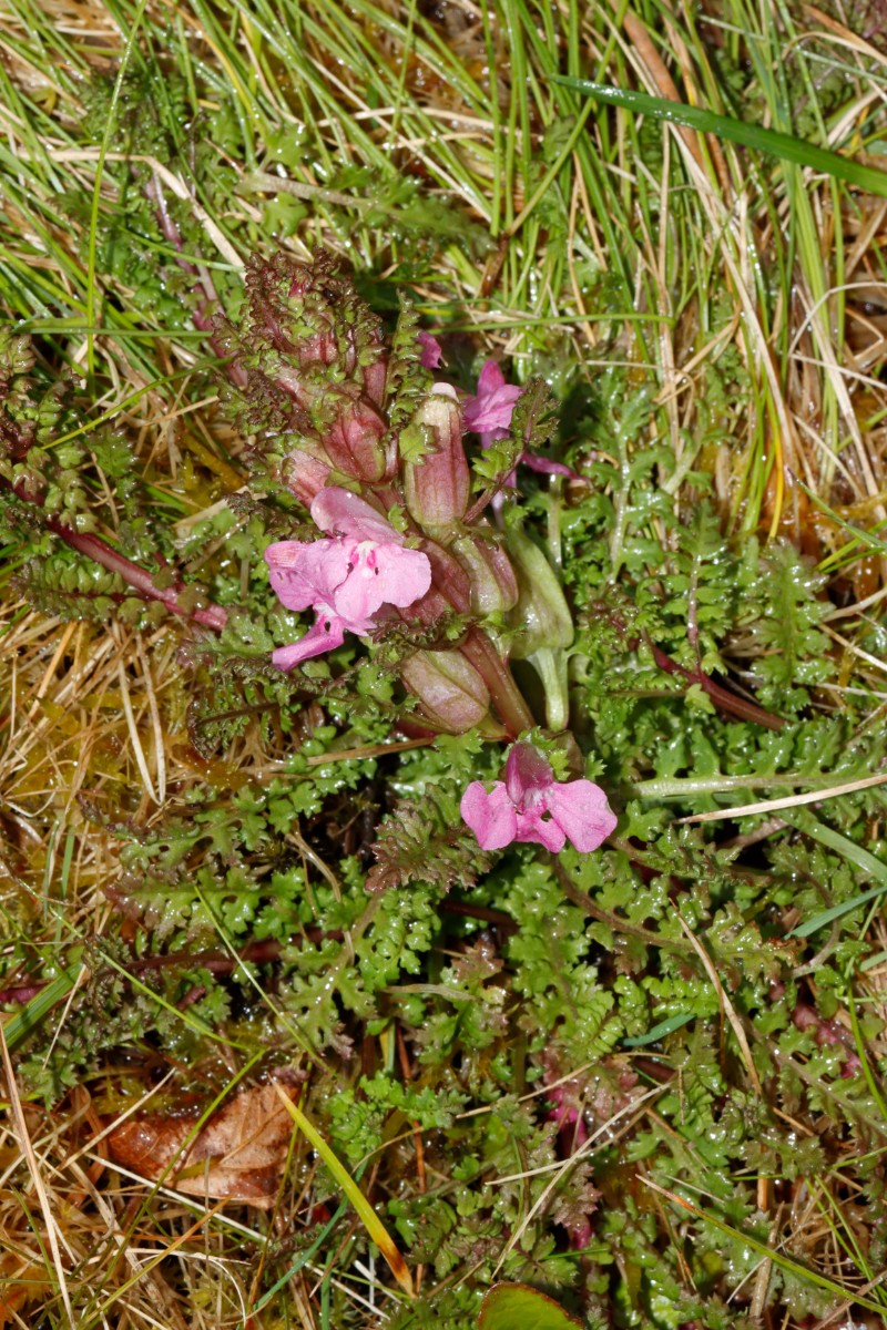 Pedicularis palustris Messel A01.jpg