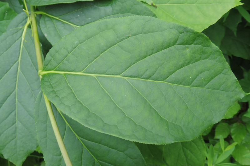 Euonymus latifolius Breitblättriges Pfaffenhütchen 4.JPG