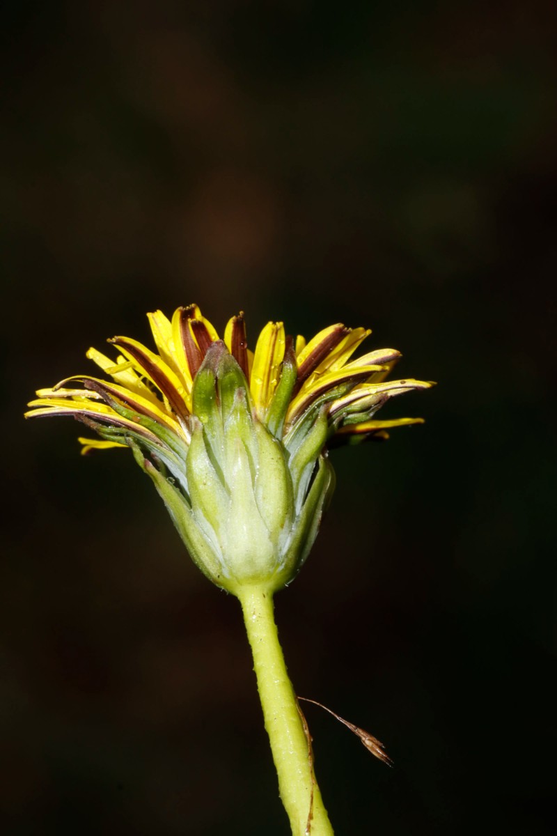 Taraxacum chlorofrugale 24-064 Messel A03.jpg