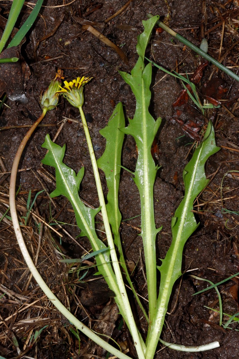 Taraxacum chlorofrugale 24-064 Messel A04.jpg