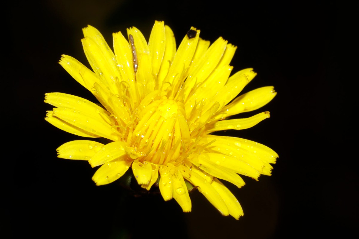 Taraxacum chlorofrugale 24-064 Messel A10.jpg