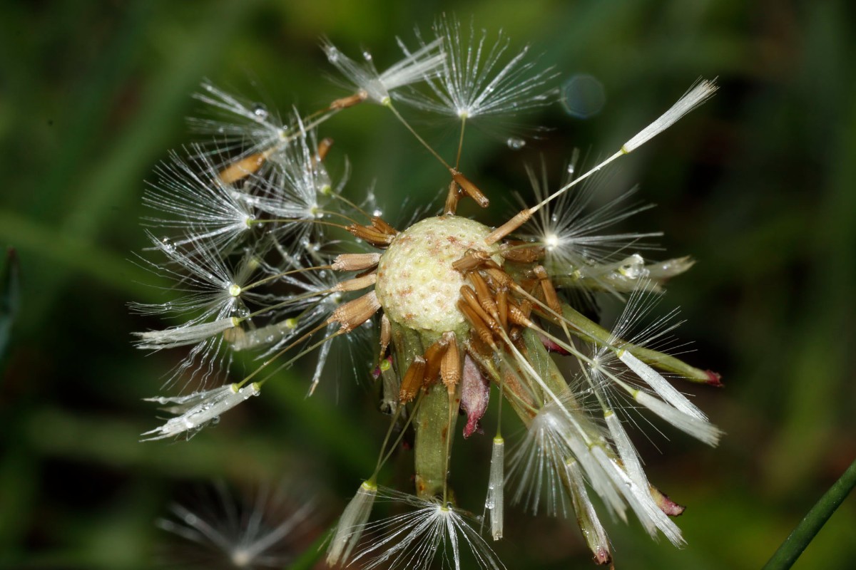 Taraxacum chlorofrugale 24-065 Messel A03.jpg