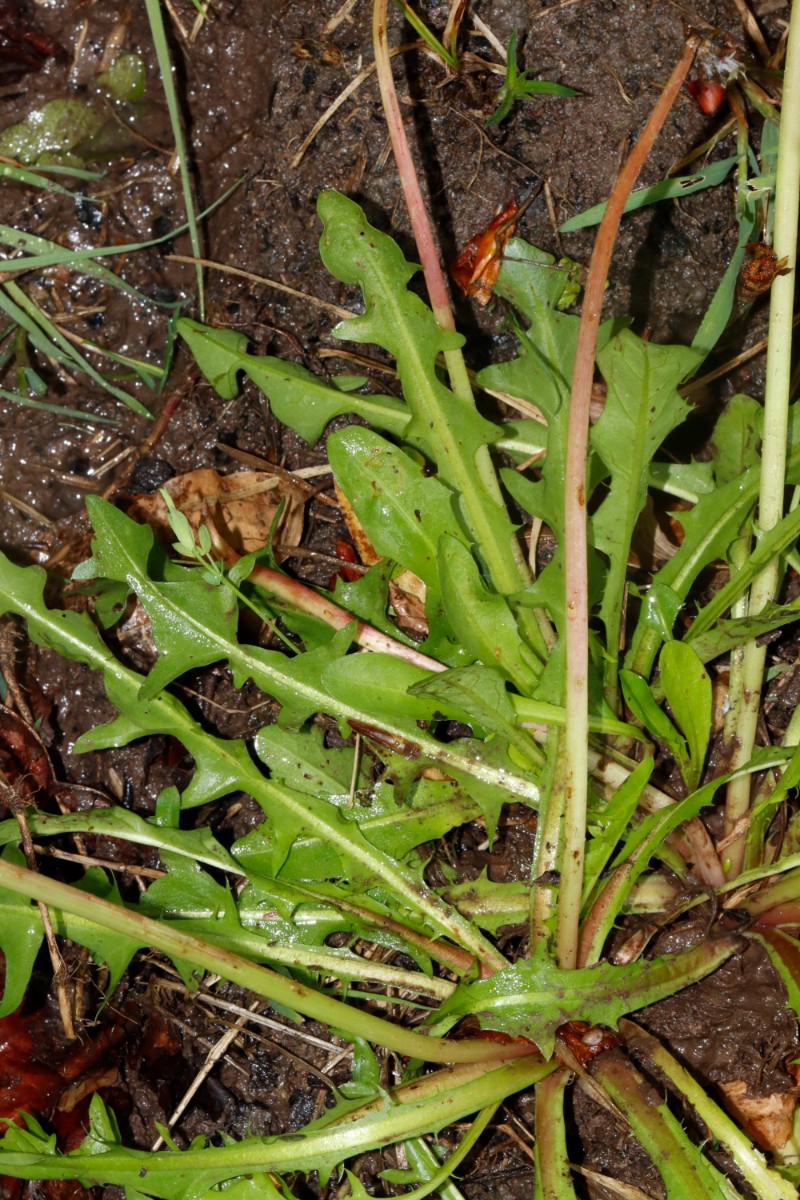 Taraxacum chlorofrugale 24-065 Messel A07.jpg