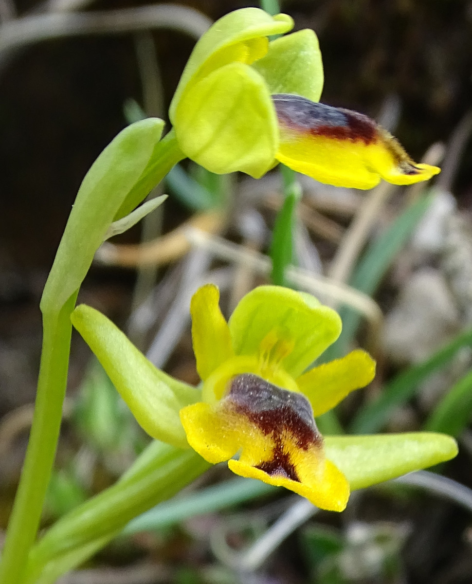 Ophrys sicula.JPG