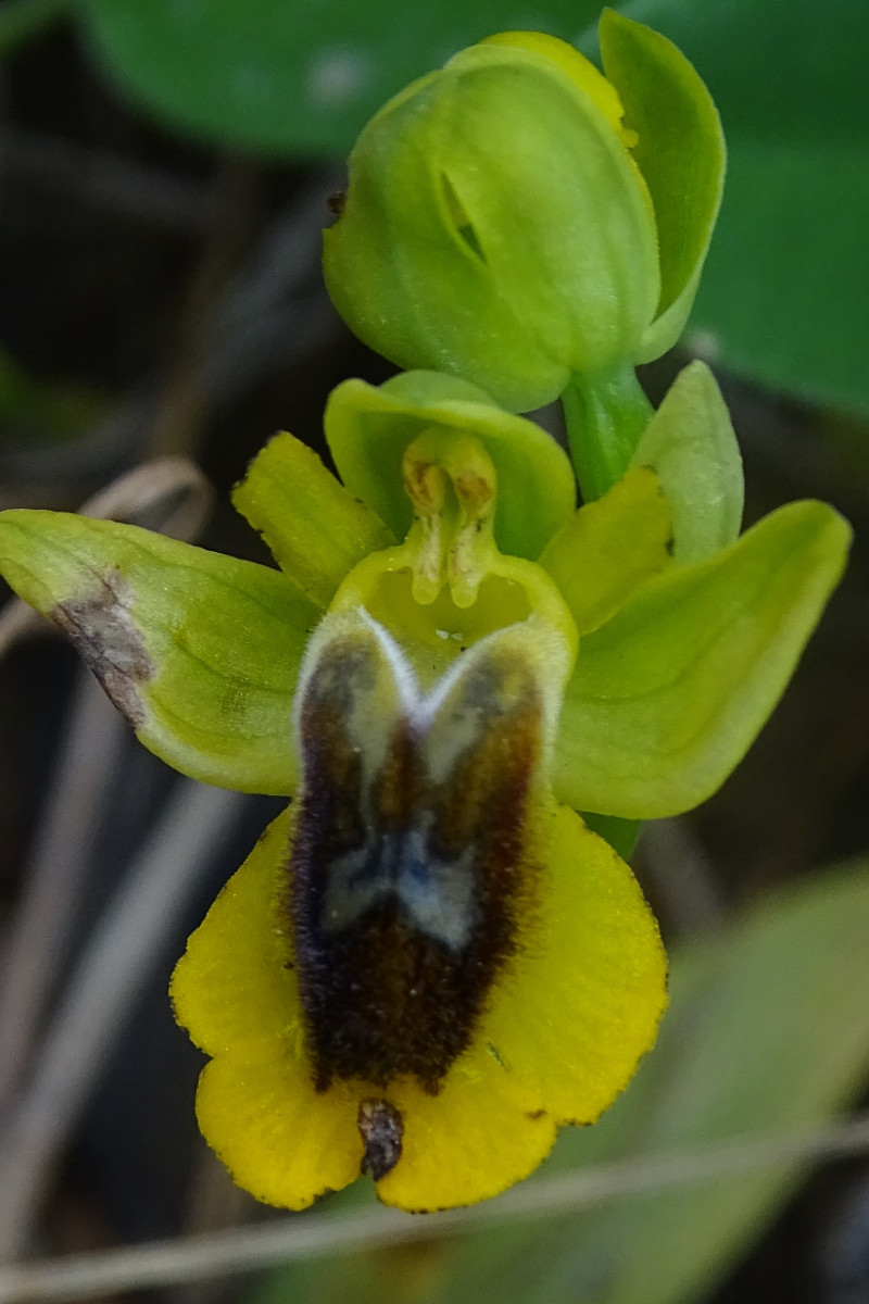 Ophrys sicula (2).JPG