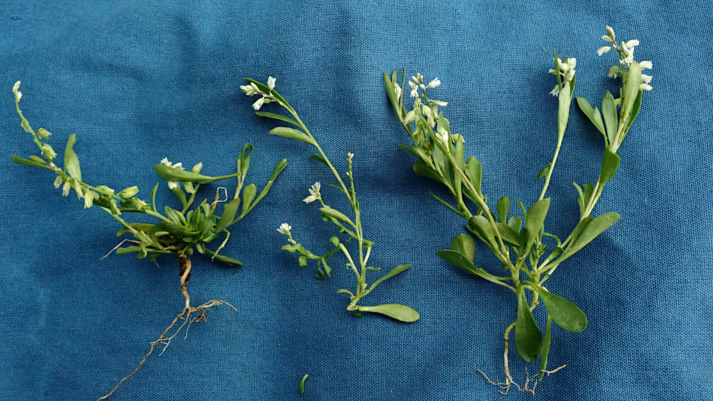 Polygala amarella-a.jpg