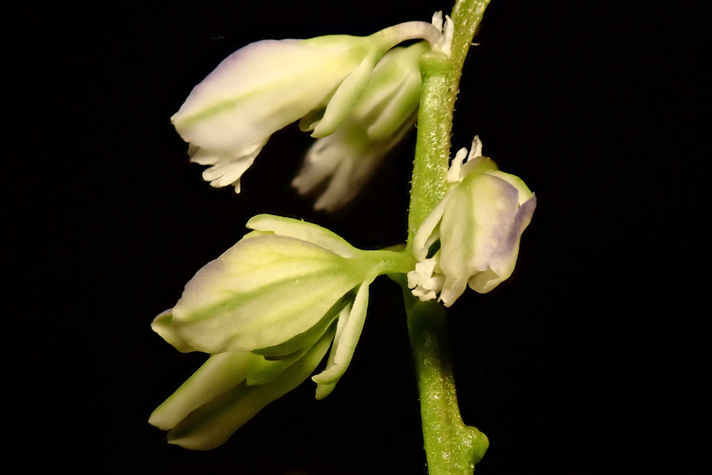 Polygala amarella-b.jpg