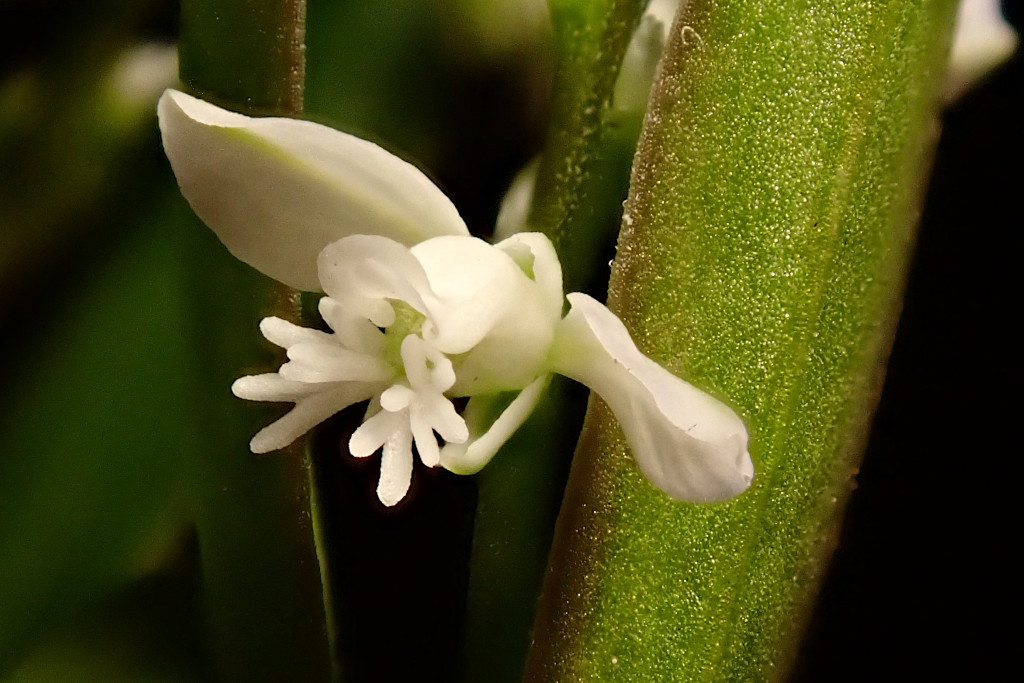 Polygala amarella-c.jpg