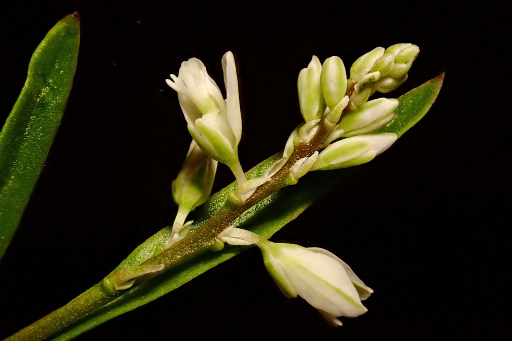 Polygala amarella-d.jpg