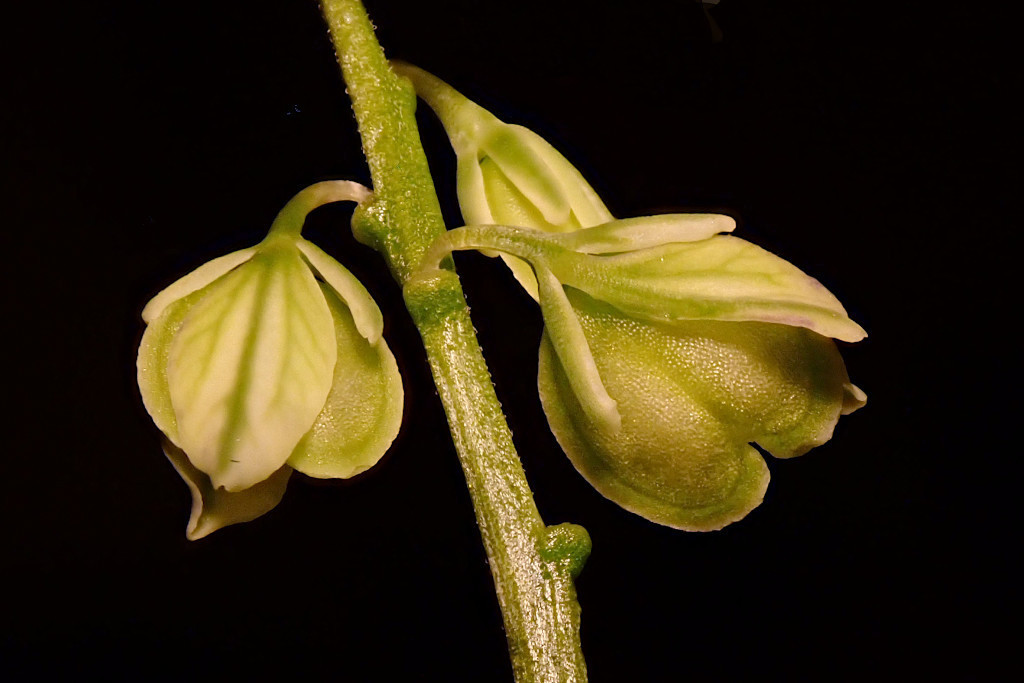 Polygala amarella-e.jpg